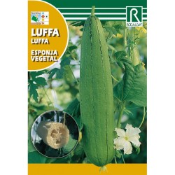 Semillas calabaza luffa...