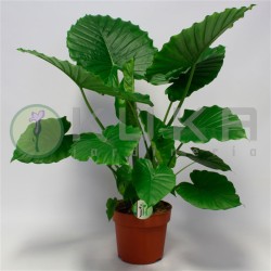 Alocasia gagaena