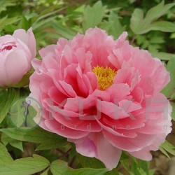 Paeonia suffruticosa