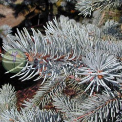 Picea pungens blue seedling
