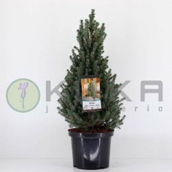 Picea glauca sander´s blue