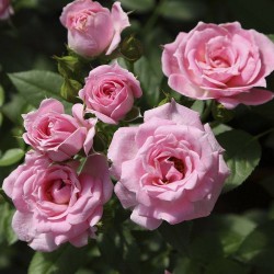 Rosal Belle Symphonie