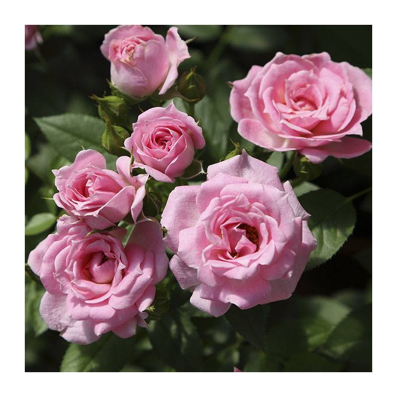 Rosal Belle Symphonie