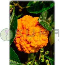 Citrus aurantium "bizzaria"