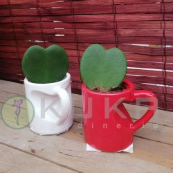 Hoya kerrii con taza