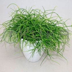 Rhipsalis baccifera