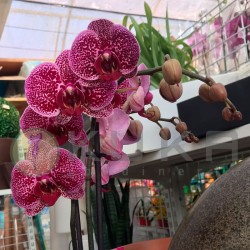 Orquidea phalaenopsis jaguar