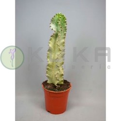Euphorbia ingens variegata