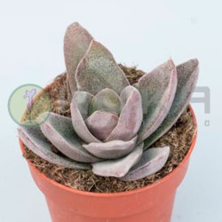 Crassula garnet lotus