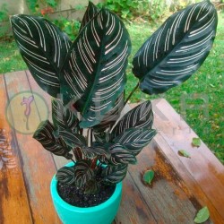 Marantha ornata