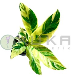 Calathea fusion yellow