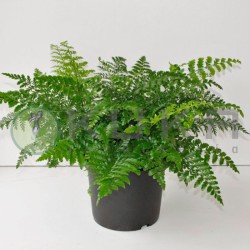 Asplenium parvati