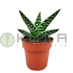 Aloe variegata