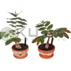 Phyllanthus mirabilis