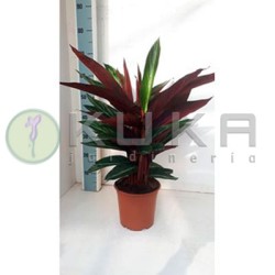 Calathea stromanthe sanguinea
