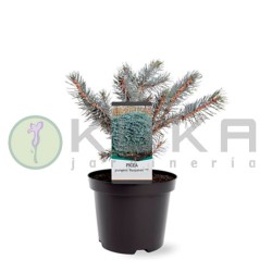 Picea pungens karpaten