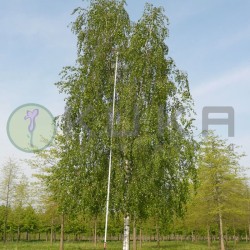 Betula verrucosa alba