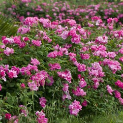 Rosal Pink Knock Out