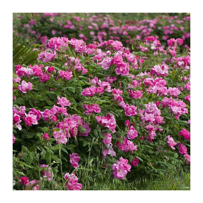 Rosal Pink Knock Out
