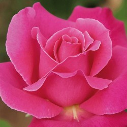 Rosal caprice de meilland