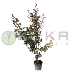 Malus makamik