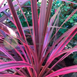 Dracena Indivisa Australis...