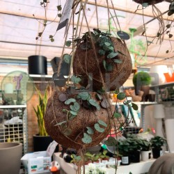 Ceropegia woodii kokedama