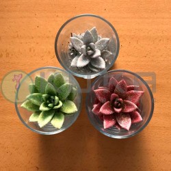 Echeveria diamante