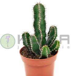 Euphorbia polyacantha