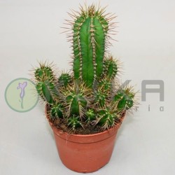 Euphorbia fruticosa