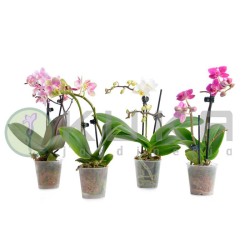 Orquidea phalaenopsis mini