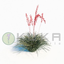 Hesperaloe parviflora