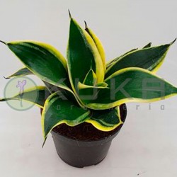 Sansevieria trifasciata...