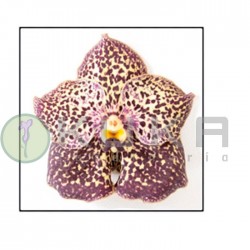 Orquídea vanda ocelant mocha