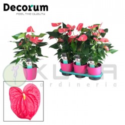 Anthurium andreanum maine