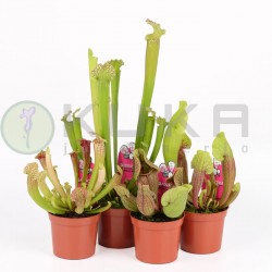 Sarracenia