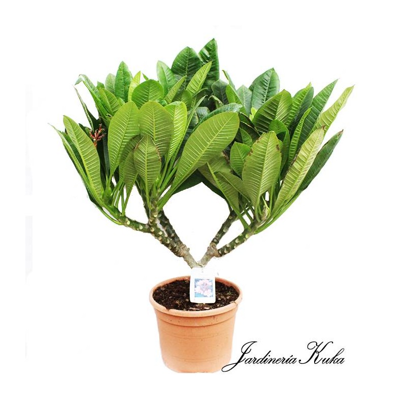 Plumeria rubra