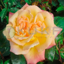 Rosal antigore