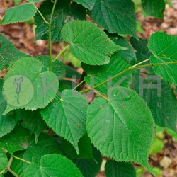 Tilia cordata