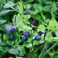 Arándano morado hortland