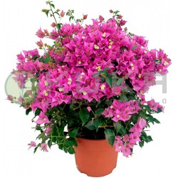 Bougainvillea bola