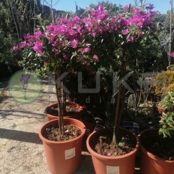 Bougainvillea copa