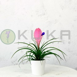Tillandsia Cyanea anita