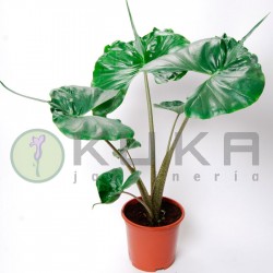 Alocasia macrorrhiza stingray