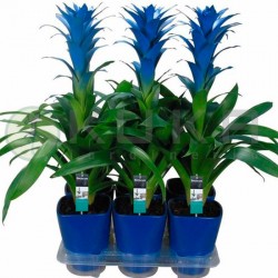 Guzmania ocean blue