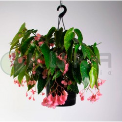 Begonia Picta