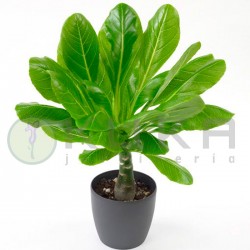 Brighamia insignis vulcan...