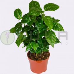Coffea arabica