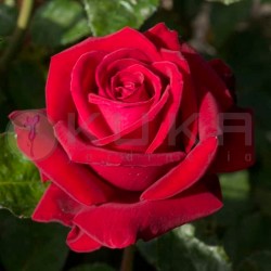 Rosal ingrid bergnam
