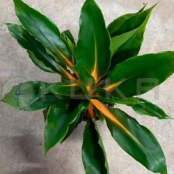 Chlorophytum green orange